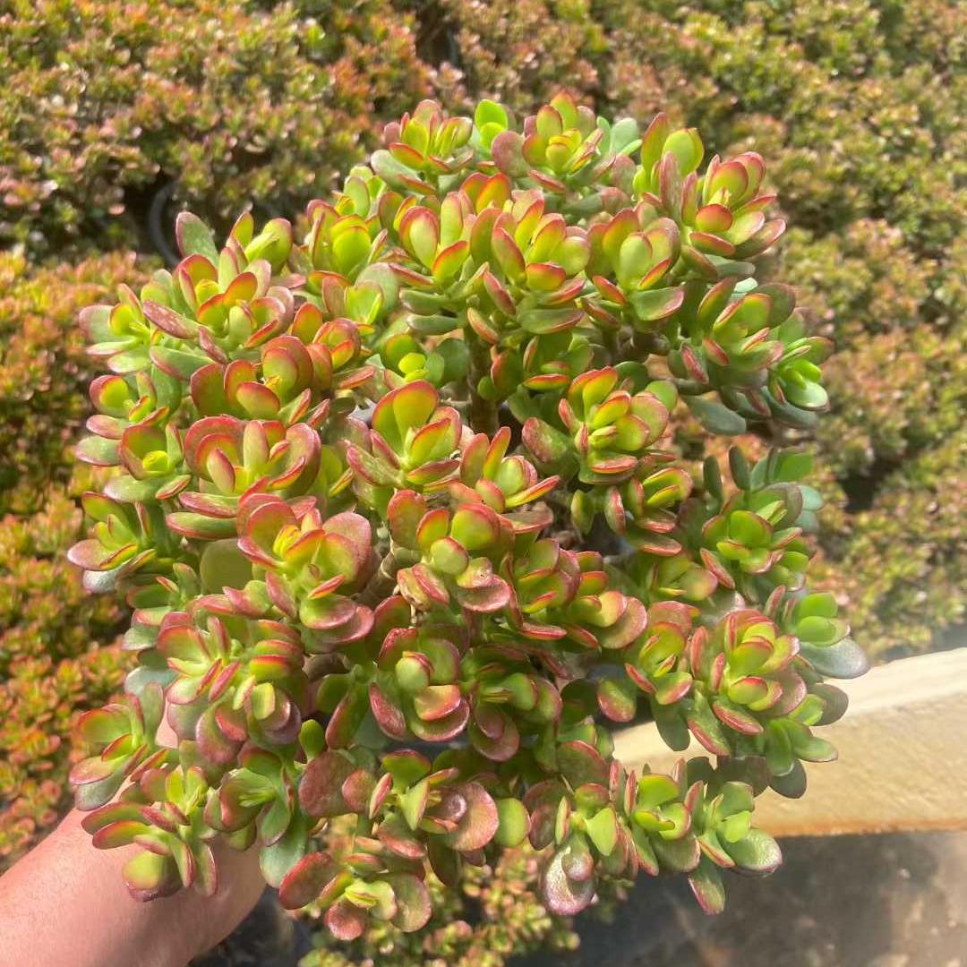 360021 オバッター ミニマー