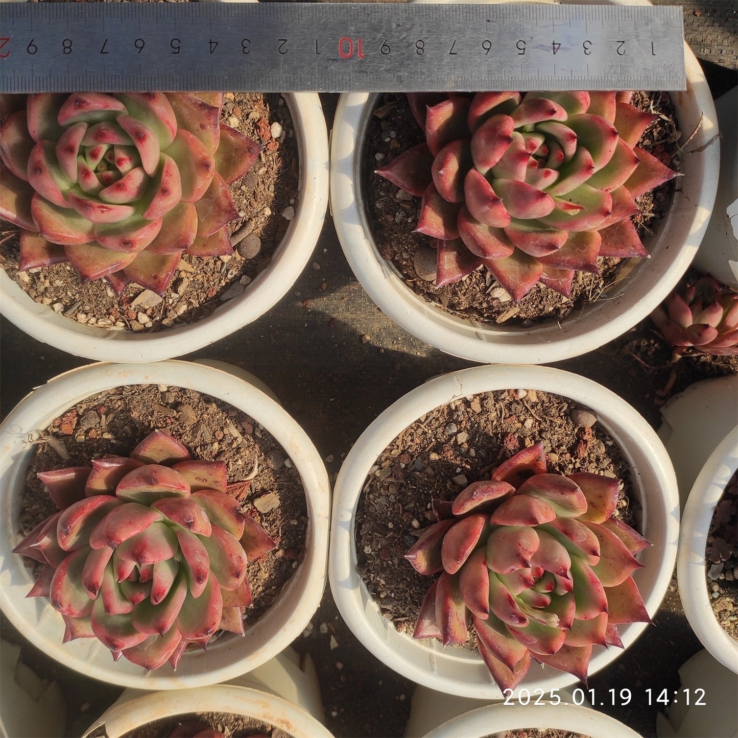 NGN295 アギャボイデズ ピンク ダイアモンド(14cm pot)