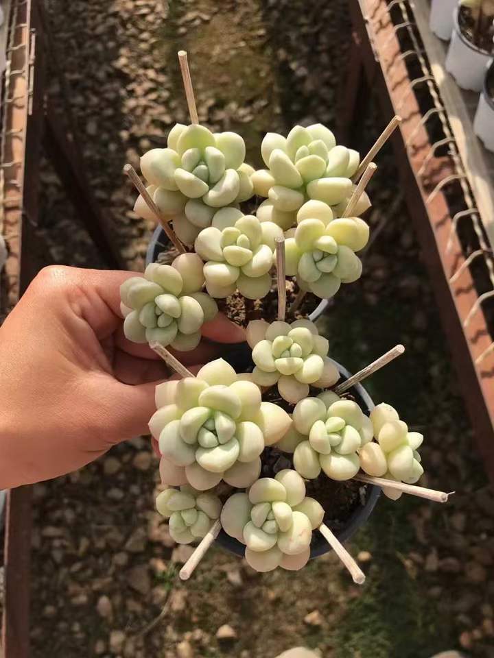 T26470 バブルガム