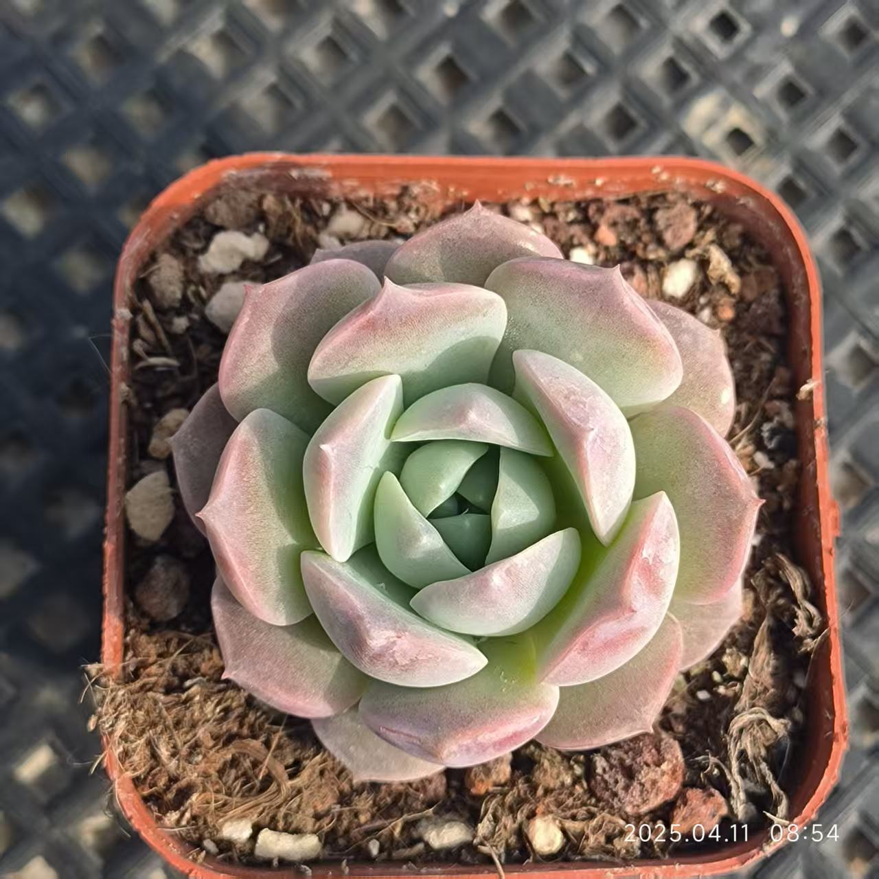 RDD137 アメイジンググレイス (6.5cm pot)