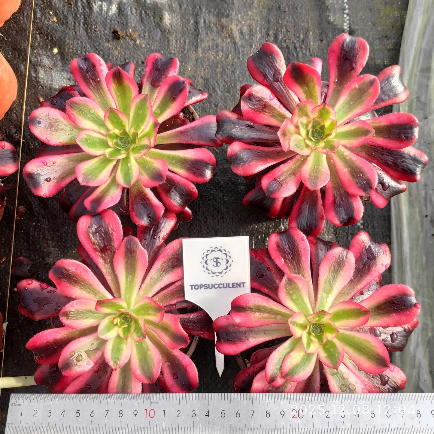 23227 シャネル(14cm pot)