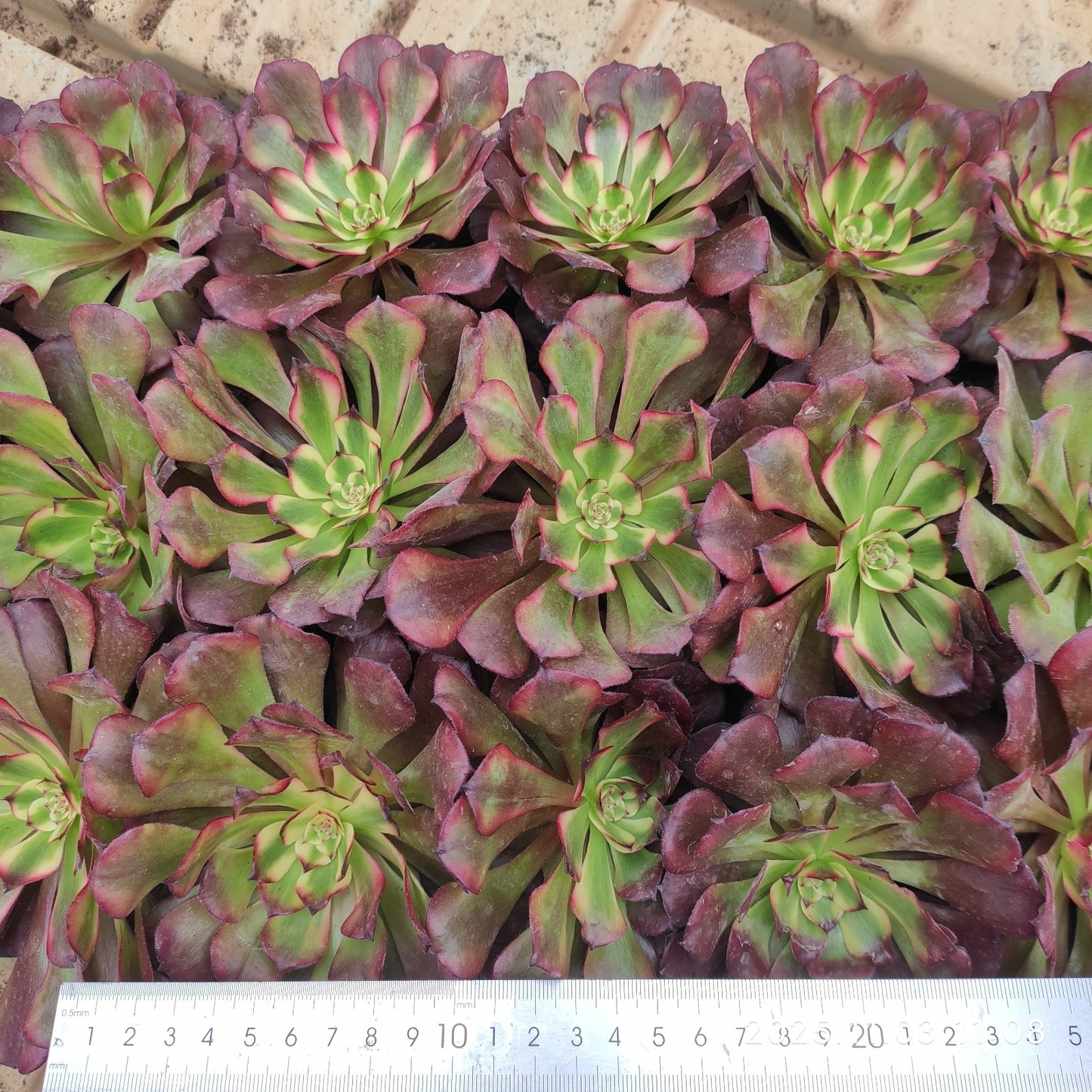 T1647 ビューティー ガール(9cm pot)