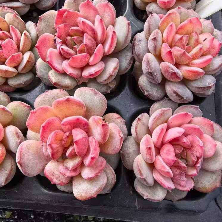 23486 ゴールドスピンク(3cm pot)