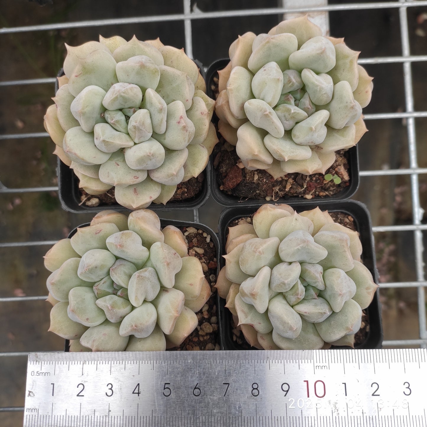 18911 スーパーミルク(7cm pot)