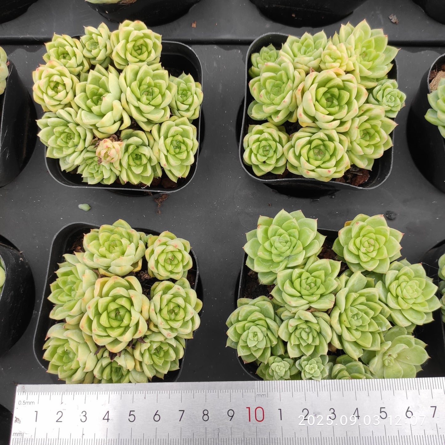 ZZA241 新品種 クイーンローズHyb(7cm pot)