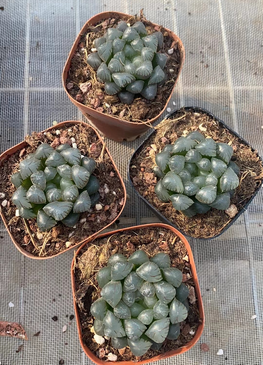 CS142 ドドソンオプツ一サ (7cm pot)