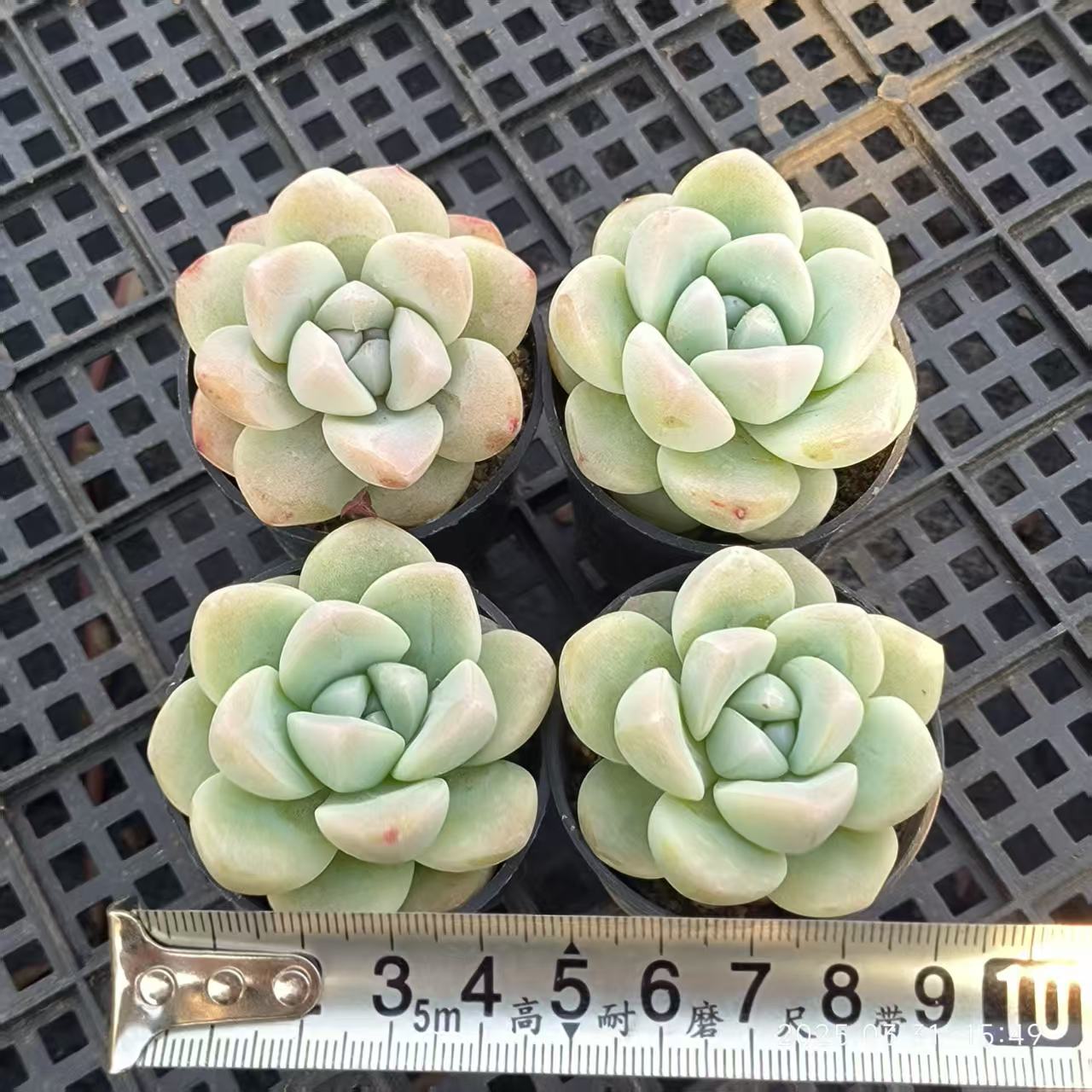 HH137 ジェイドバタフライ(5cm pot)