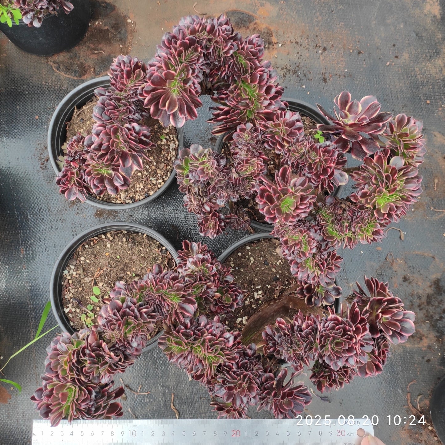 YF472 アエオニウム オ-キャリー 綴化(25cm pot)