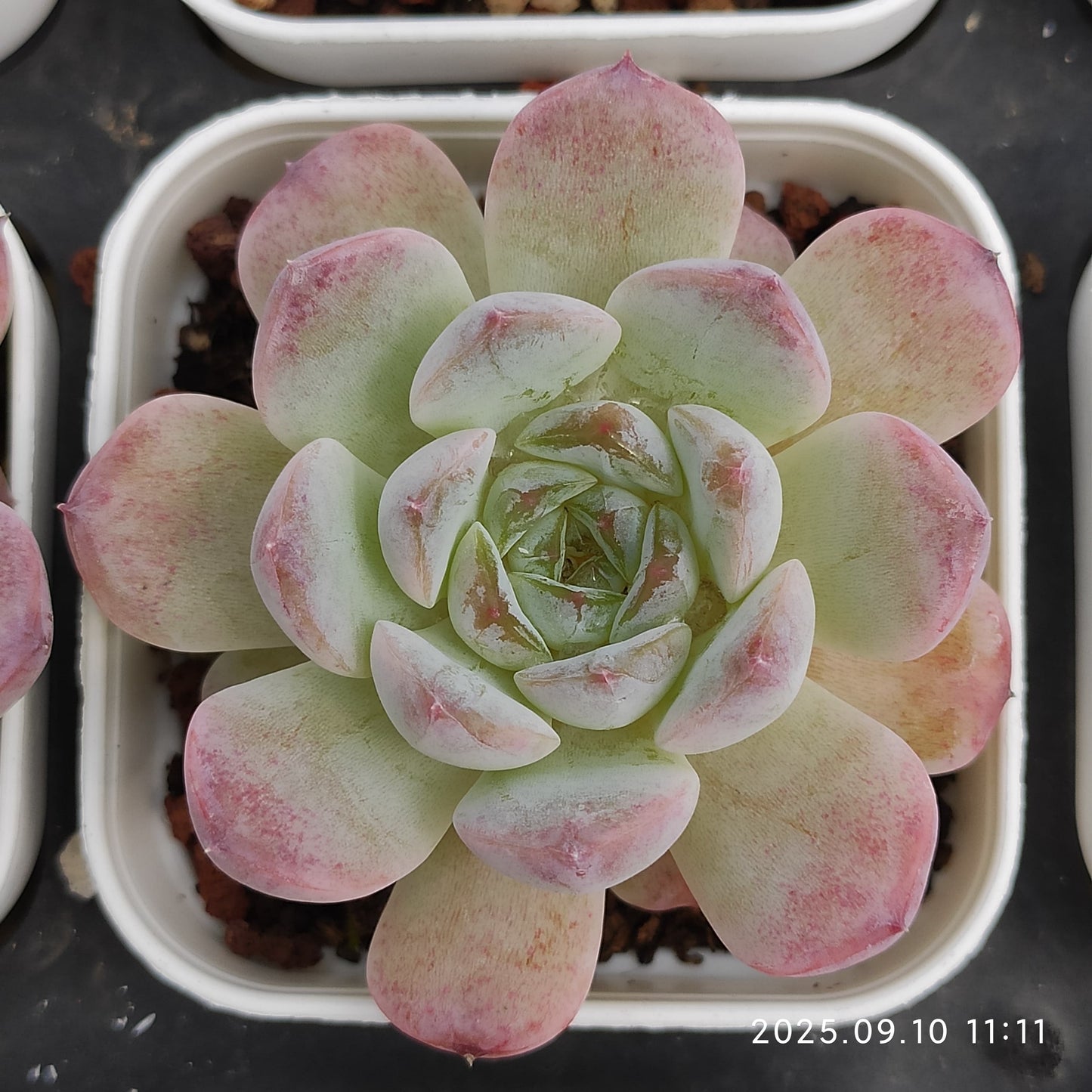 HG065 アメイジング グレース x ジェイド バタフライ(7cm pot)