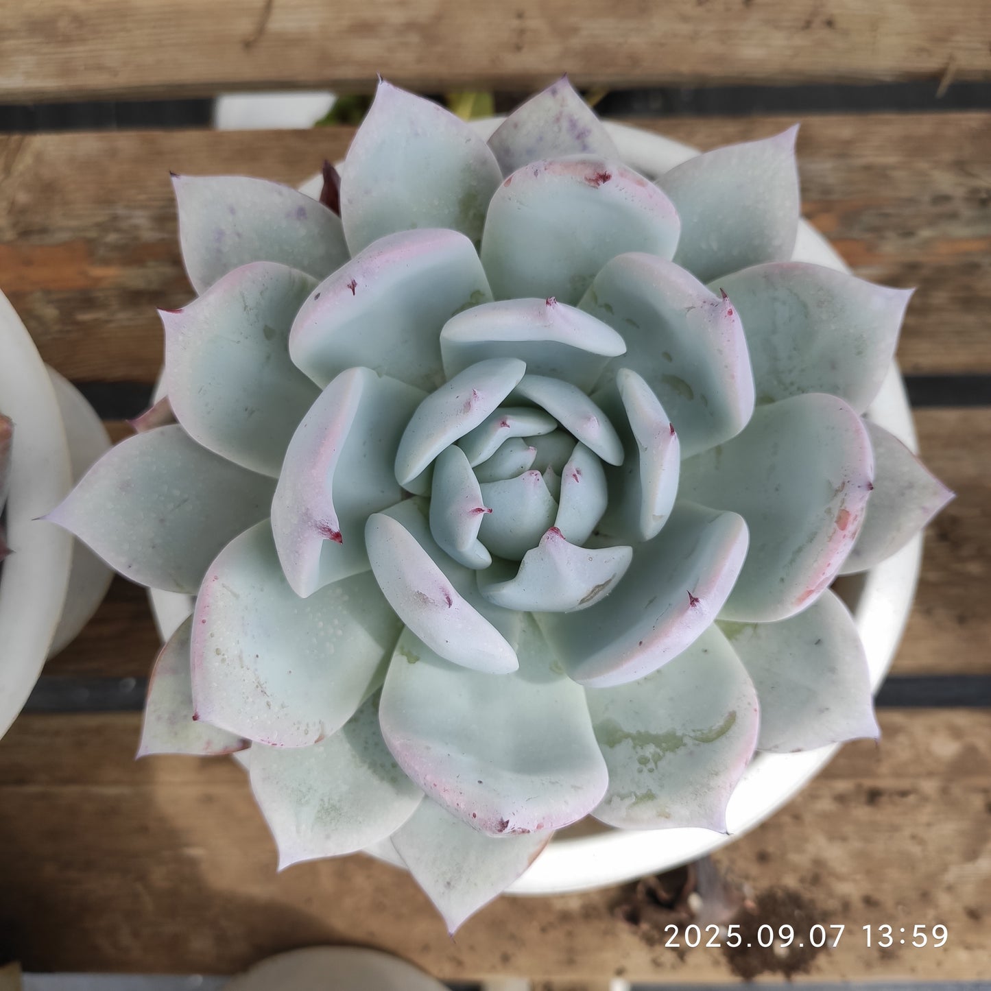 JYY003 ワイルドコロラータ(18cm pot)