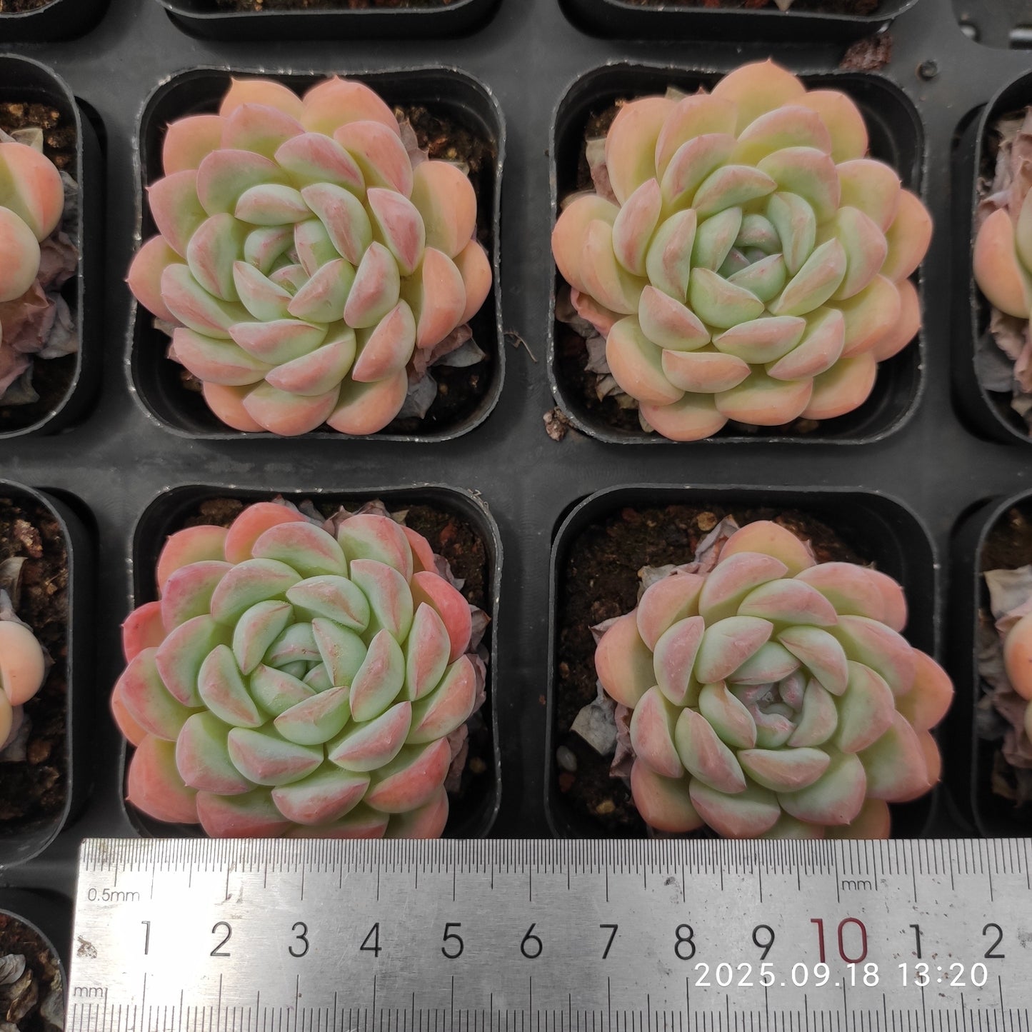 LMM351 ナーシャス(6.5cm pot)