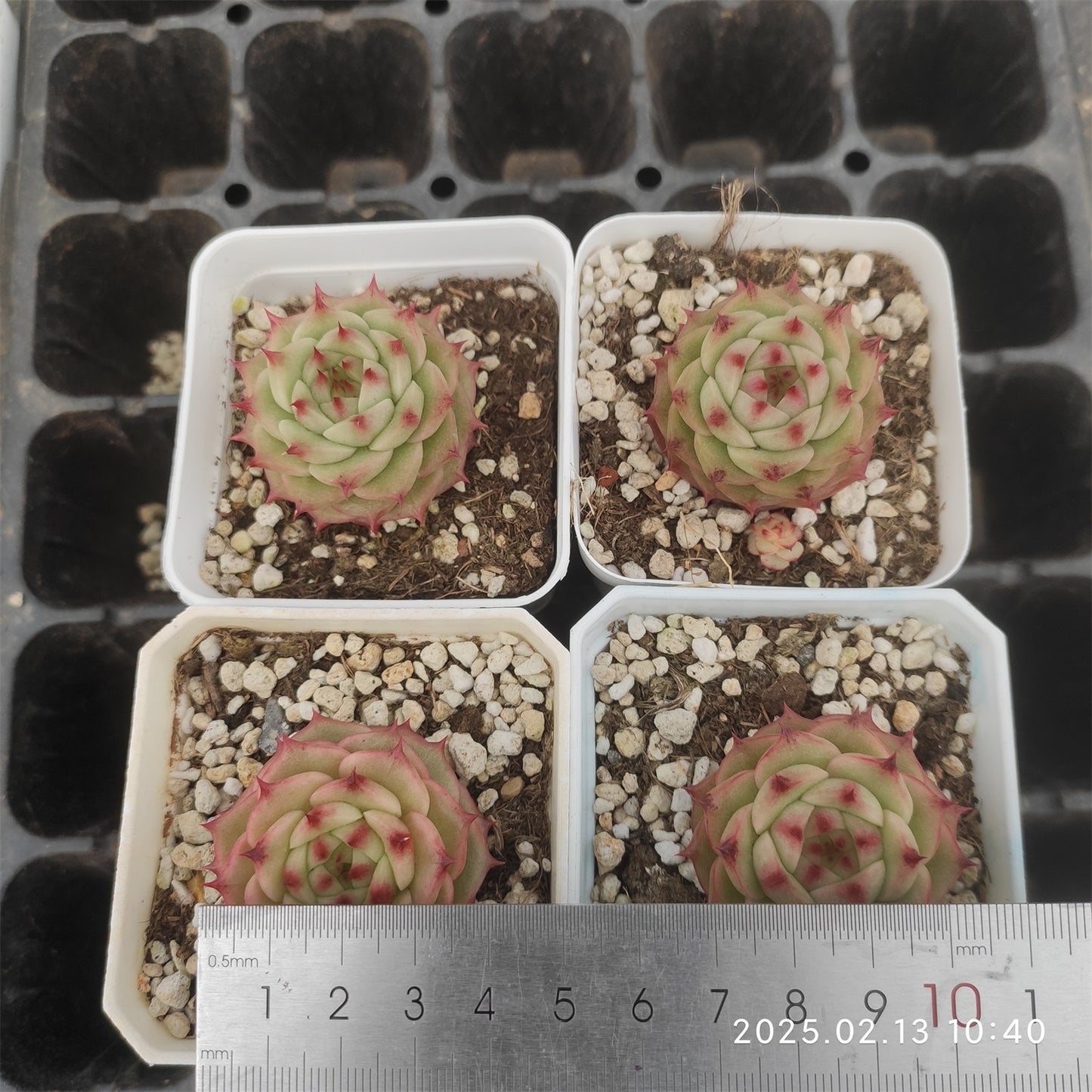 XQ541 ハイランド(7cm pot)