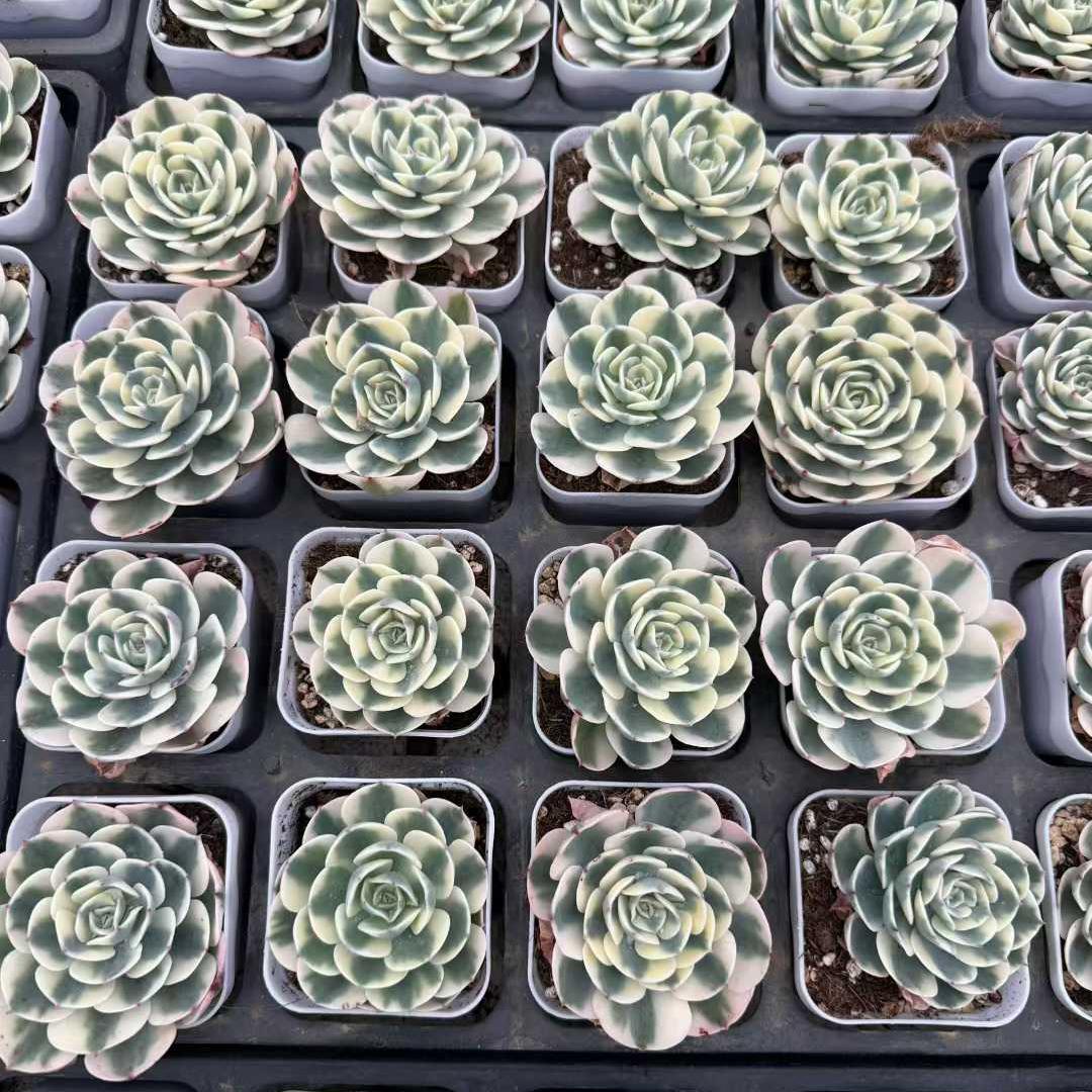 22403 ルノーディーン錦(6.5cm pot)