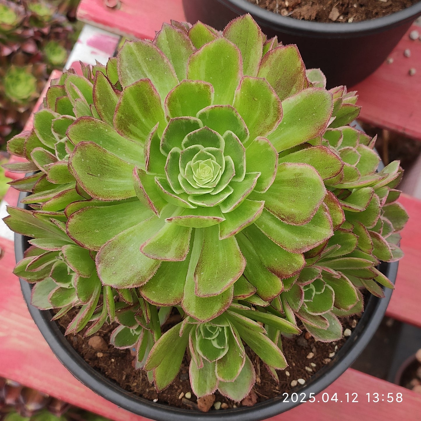 YF431 カロフル ランターンズ(500cm pot)