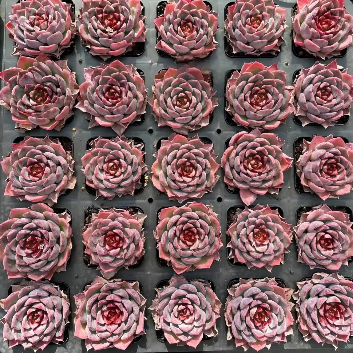 22634 オブセスト(5cm pot)