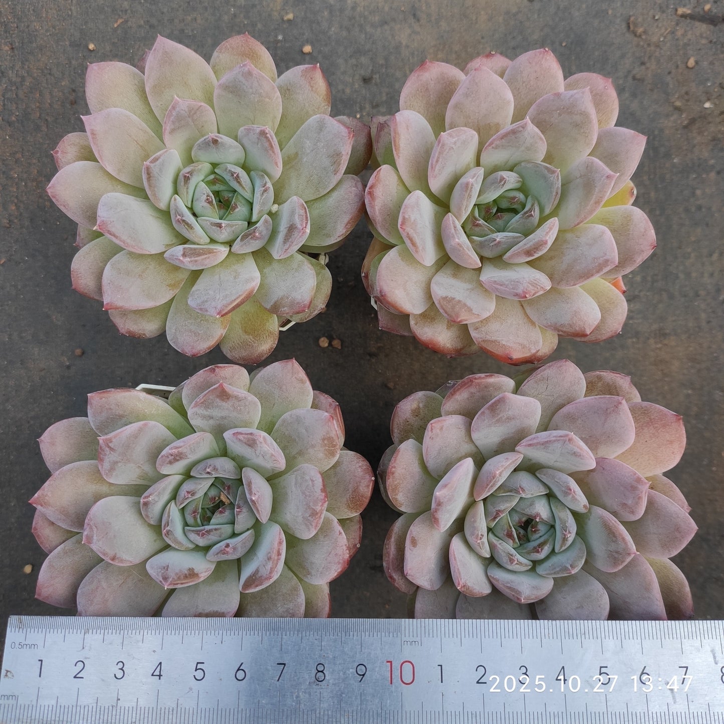 HG132 アメイジング グレイスHyb(7cm pot)