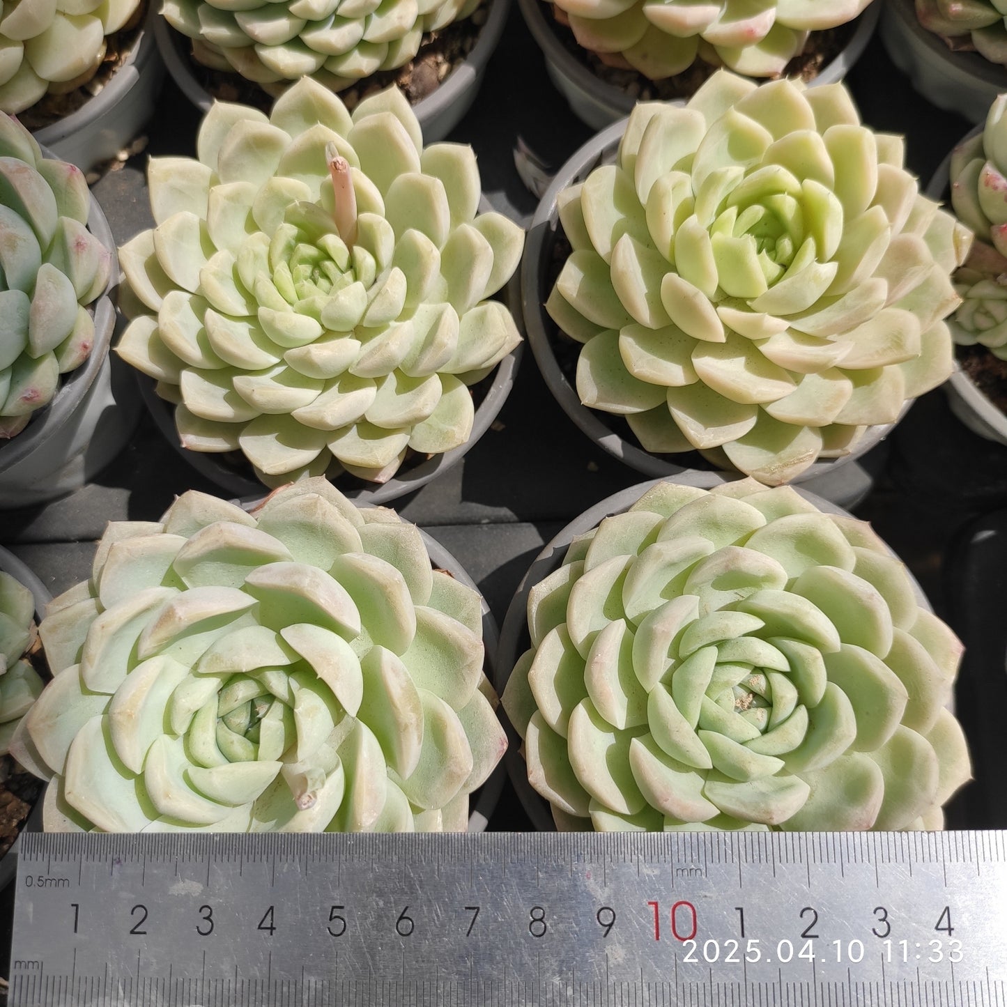 NGN696 ワイト ソーダー(50cm pot)