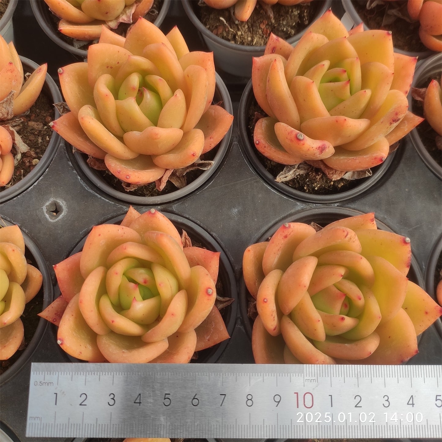 LMM310 ジューピター(7cm pot)