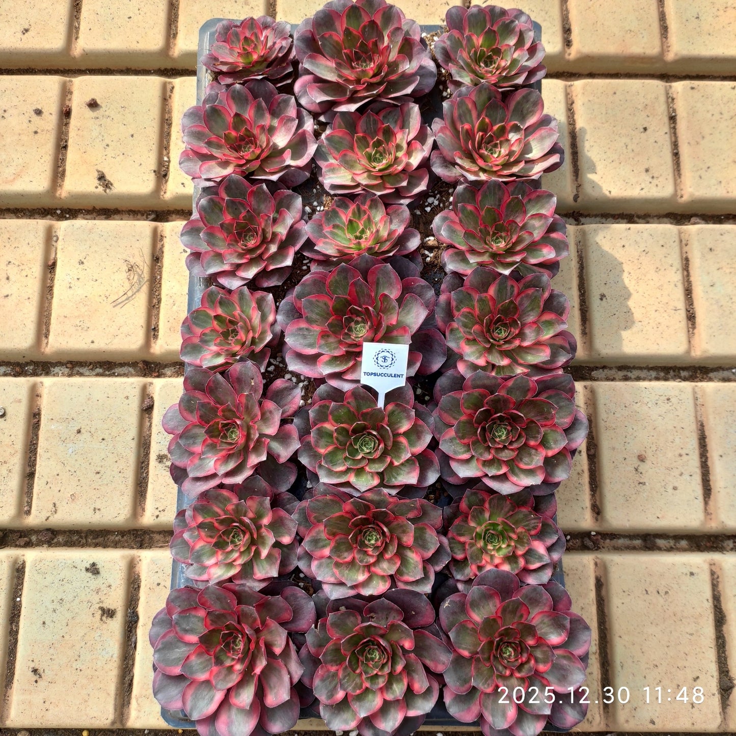 24054 チャーム ゴールド