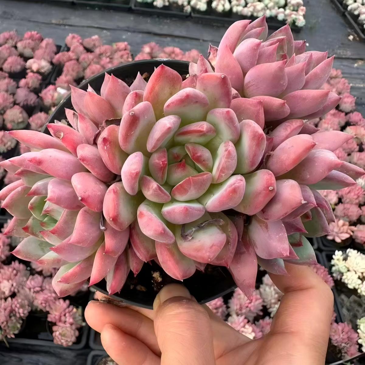 QNY179 グレープ ヨーヨー(12cm pot)