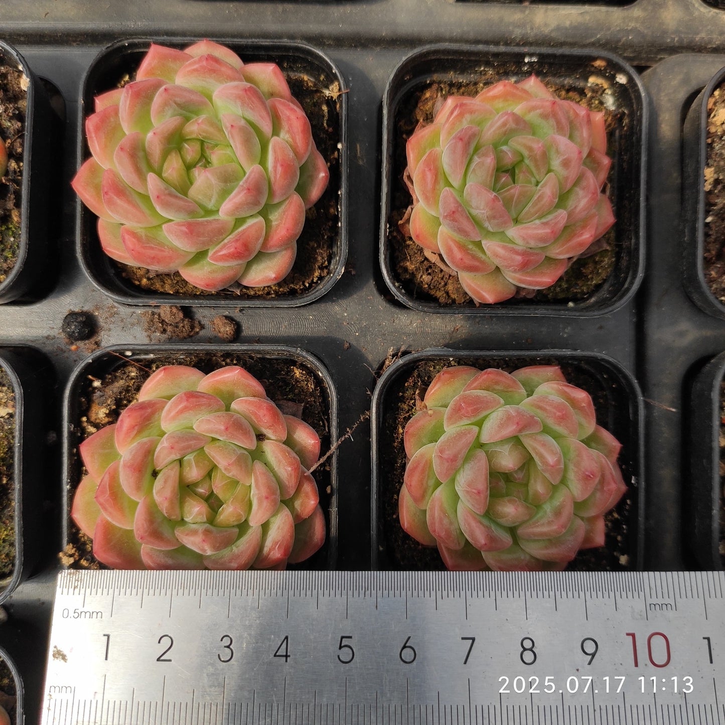 WWA370 アイス スピリットHyb(5.5cm pot)