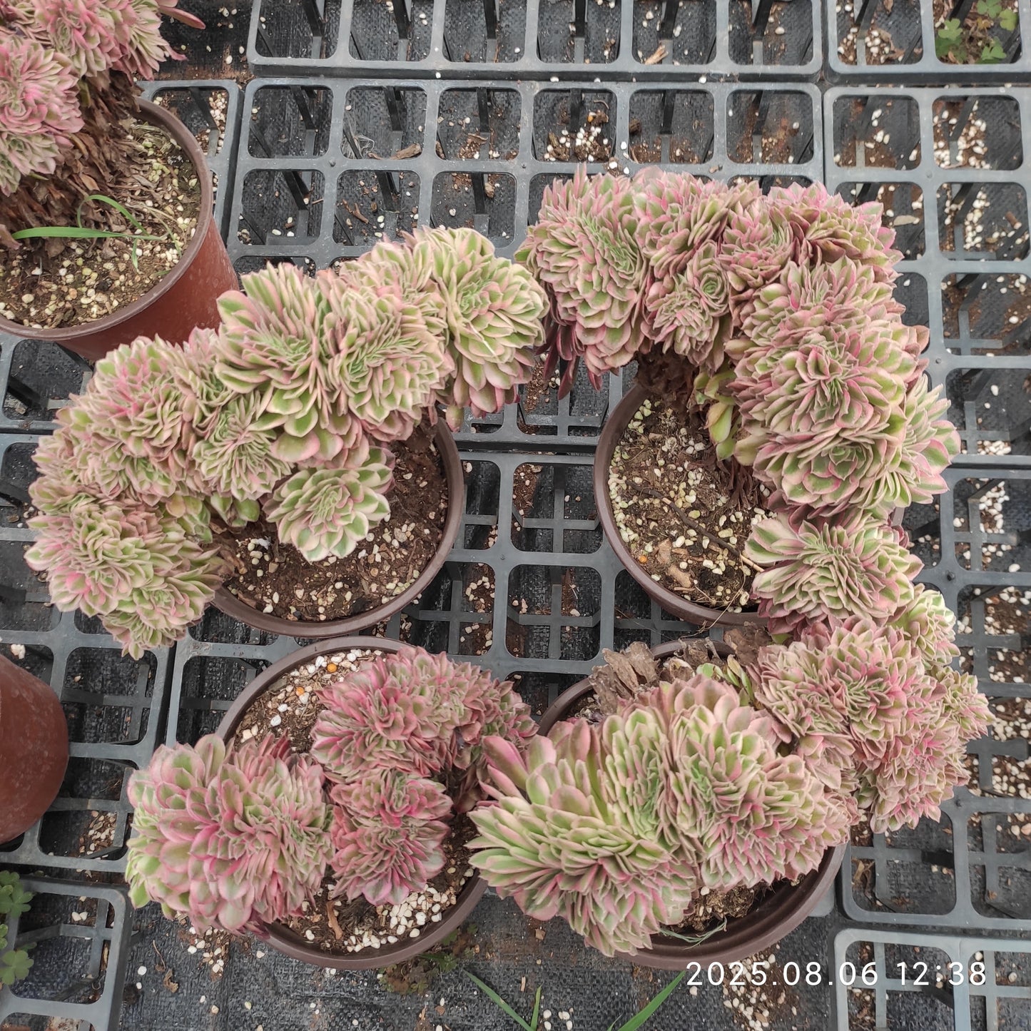 THH057 ミリオン ワイト綴化(15cm pot)