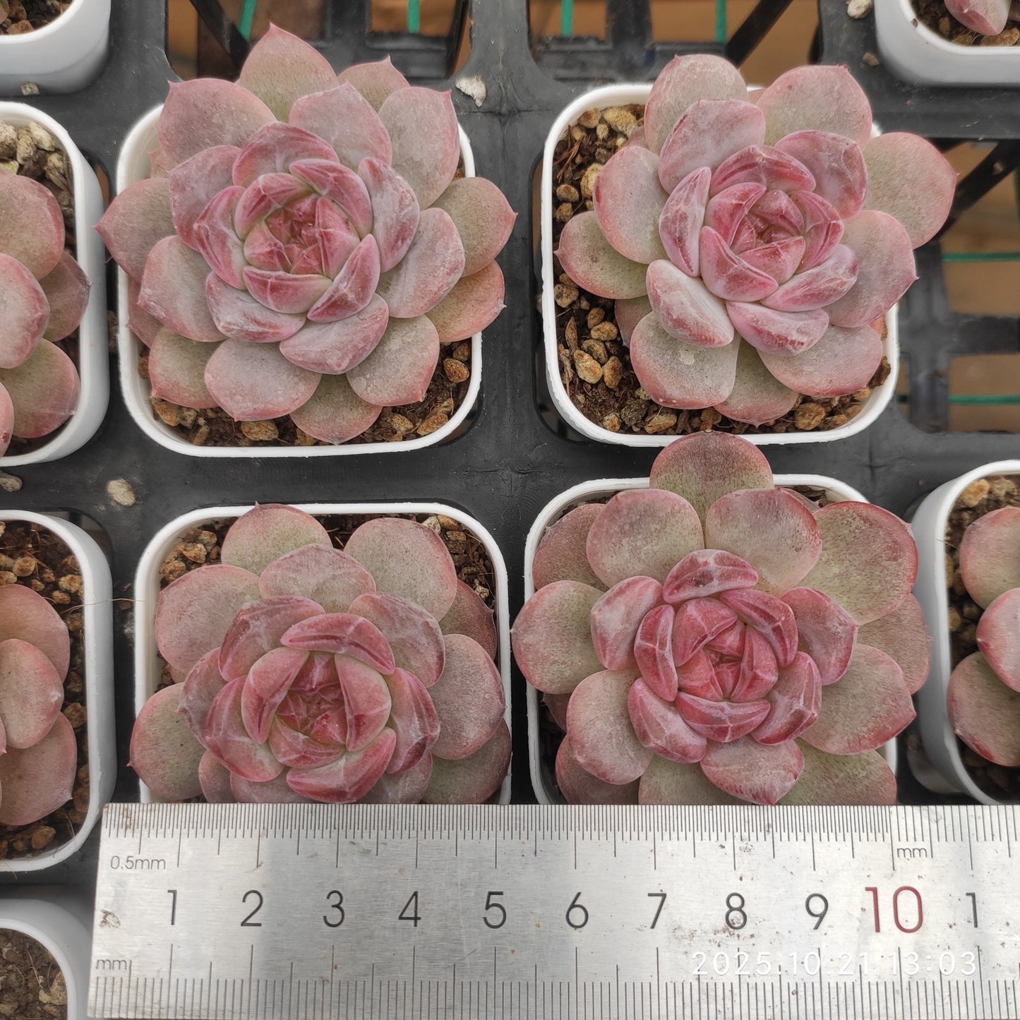 MMY901 スノーハイビスカス(5.5cm pot)