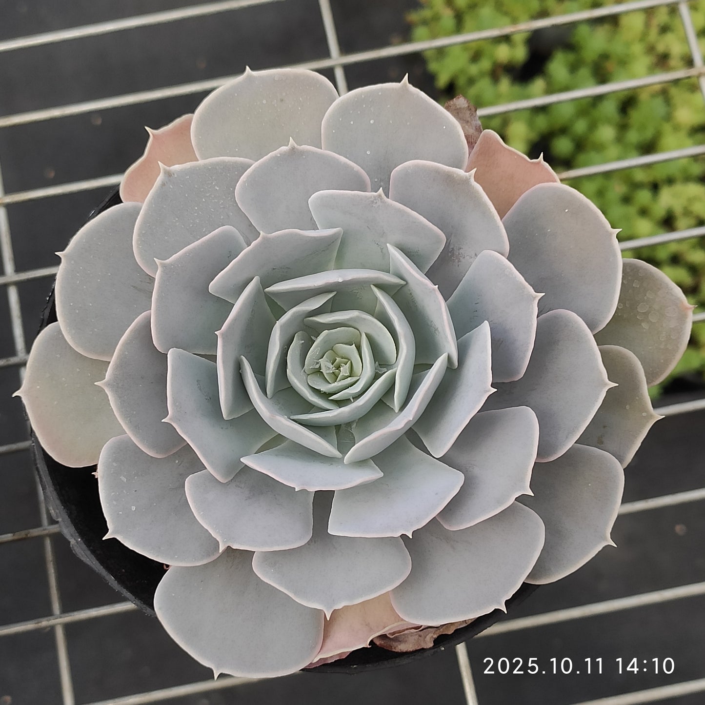 TPKM048 サンカルロス(12cm pot)