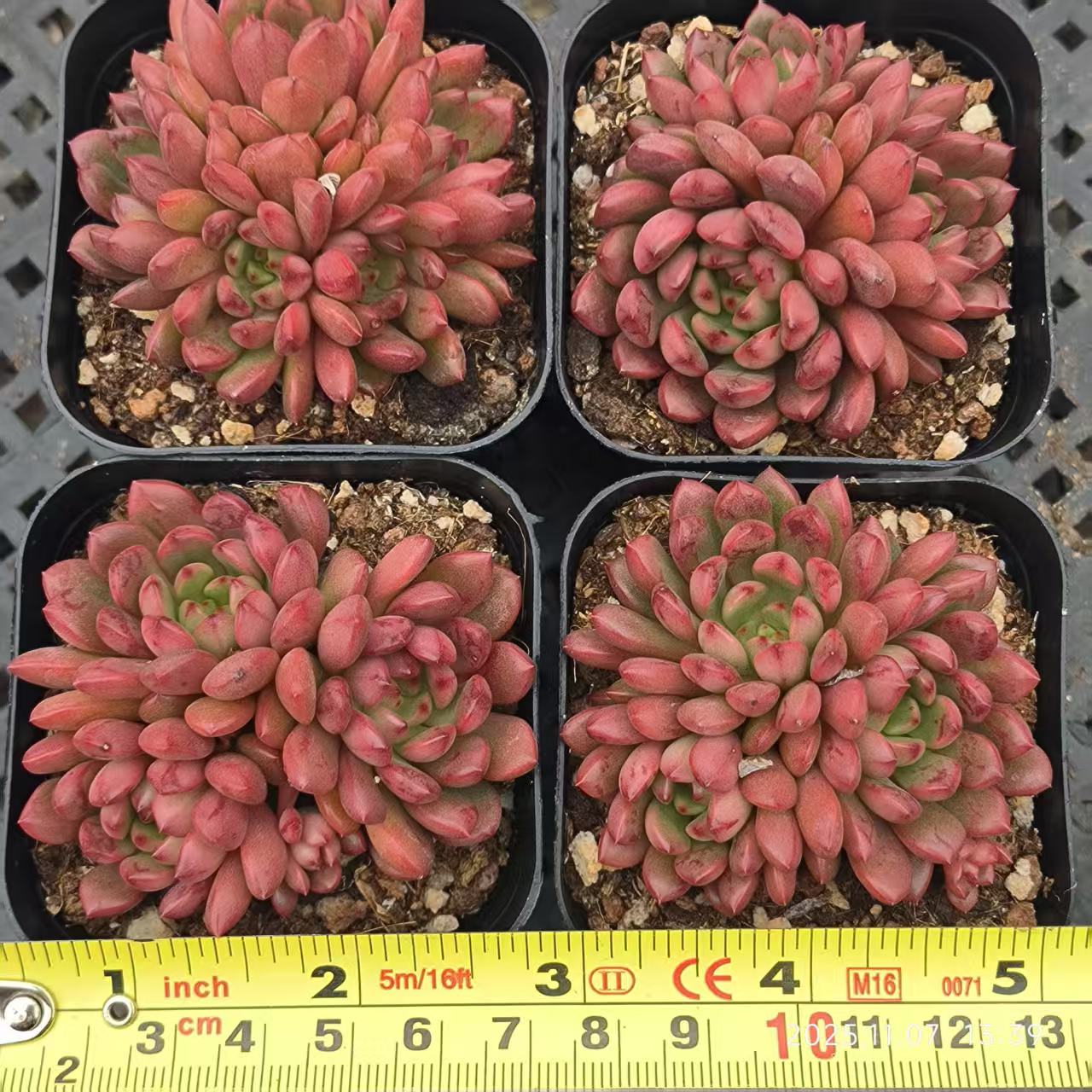 22180 ピンクルビー(6.5cm pot)