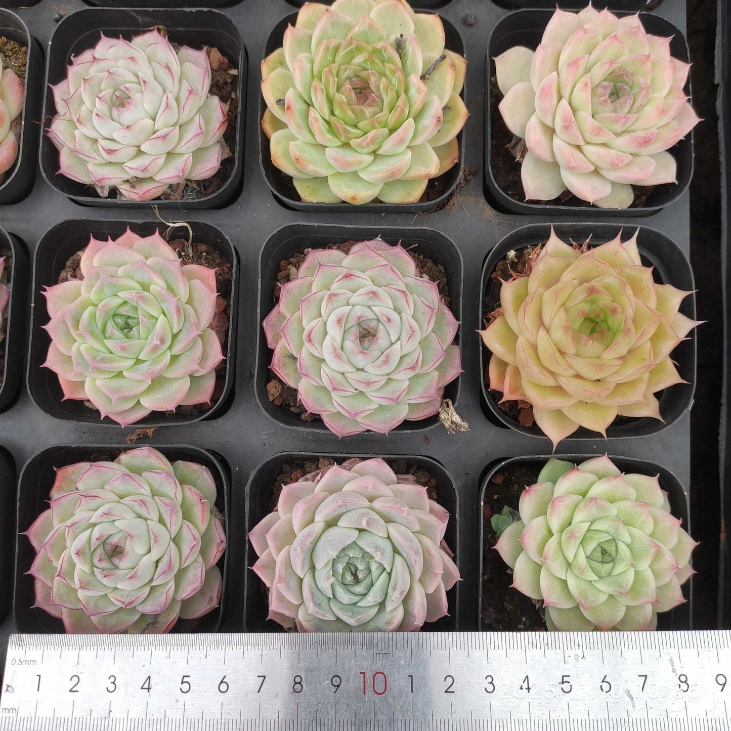 21106 ヒューミリスHyb(6.5cm pot)