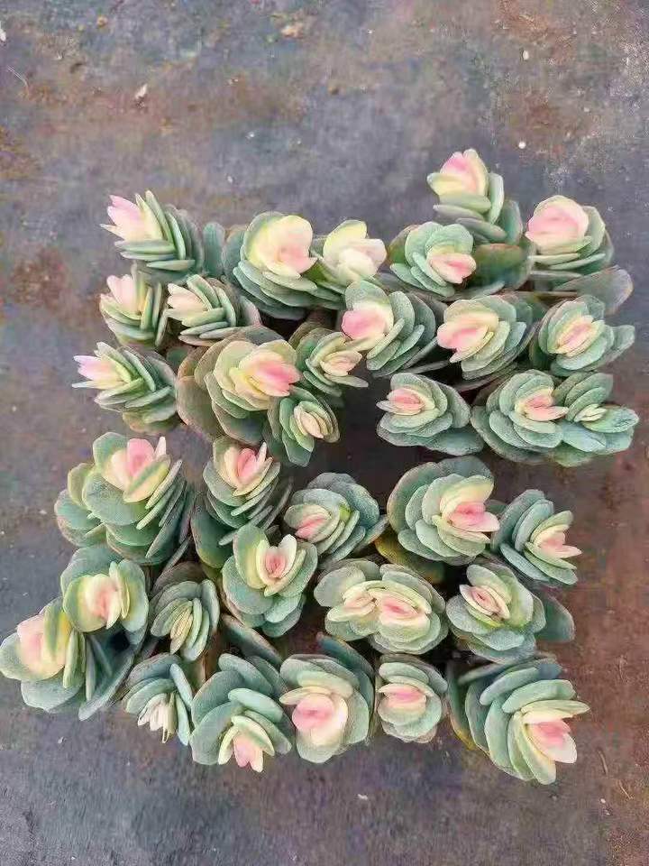 26487 マルニエリアナ薬錦