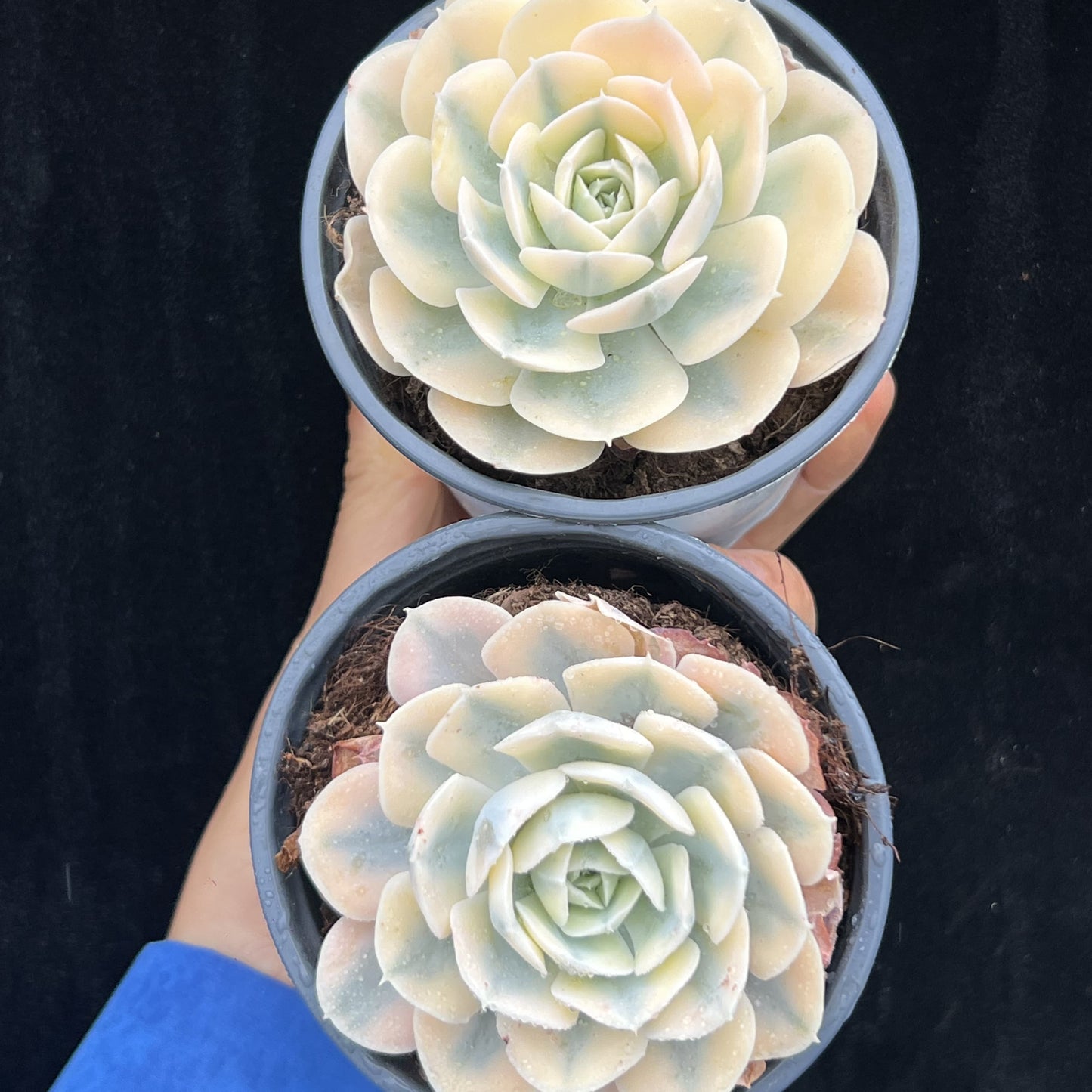 BL2028 マケベニア錦(9cm pot)