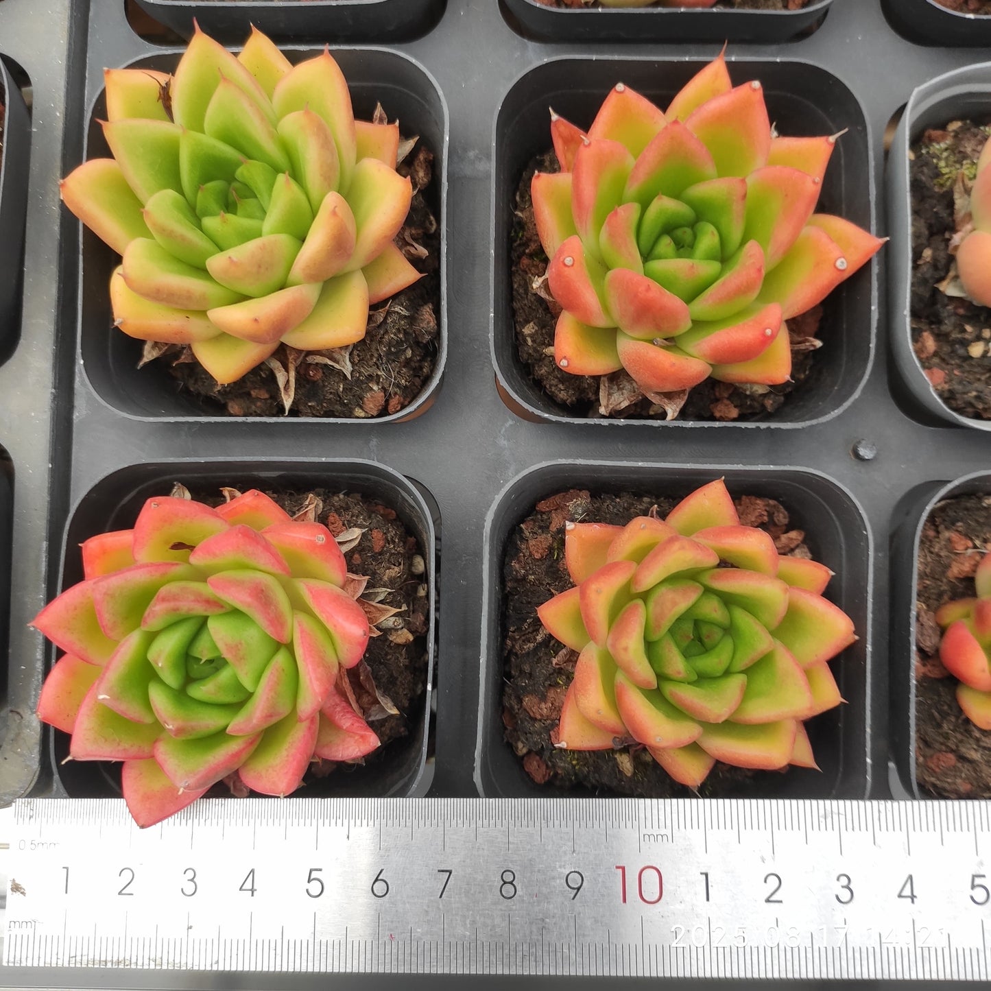 LMM398 フロリディティHyb(6.5cm pot)