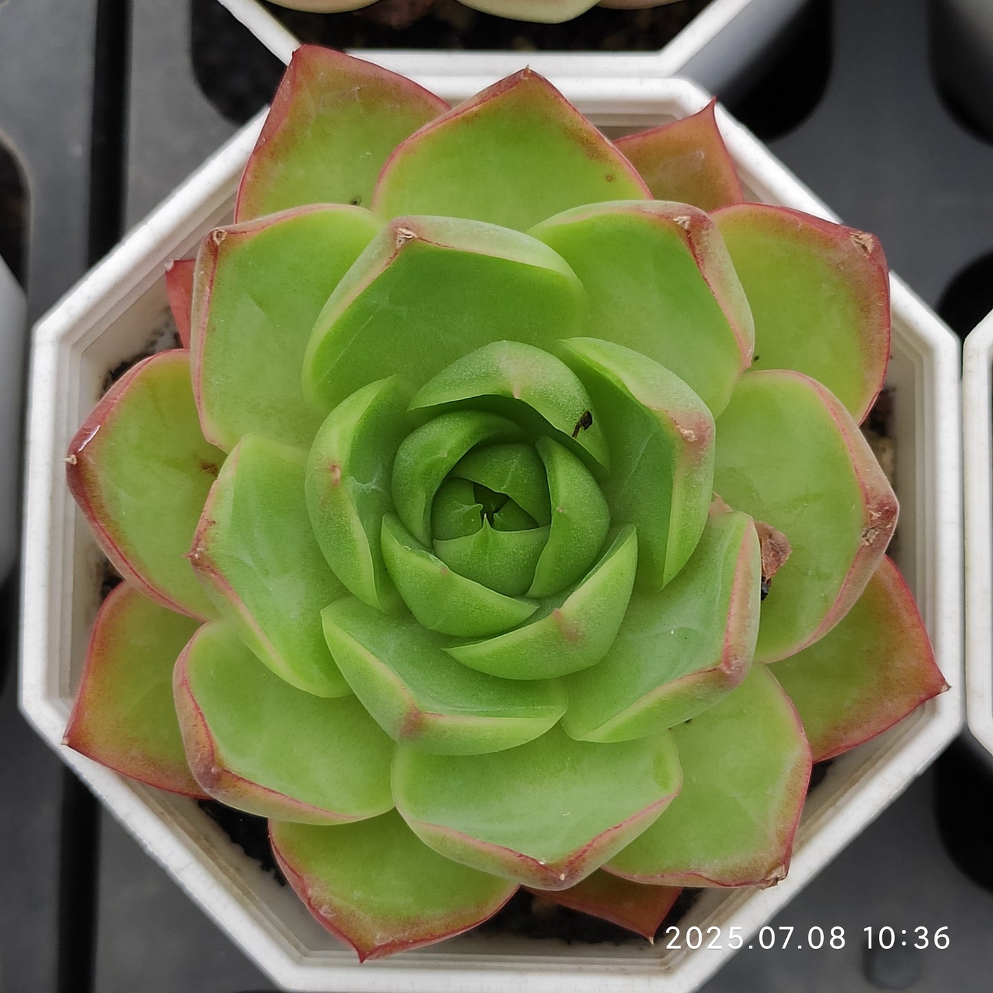 DQ095 ブルー・ムーン hyb (7cm pot)