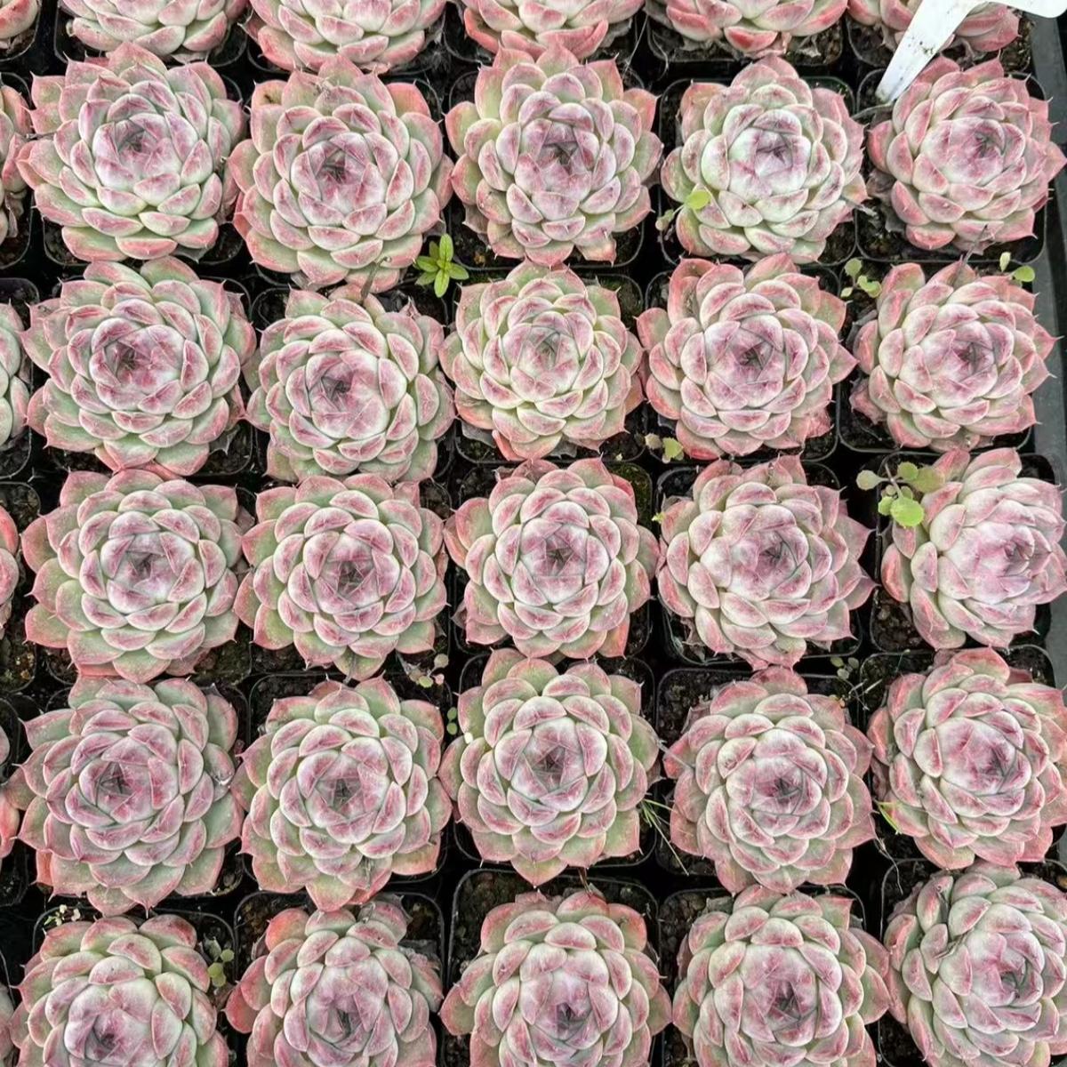 22999 セーラー ムーン(7cm pot)