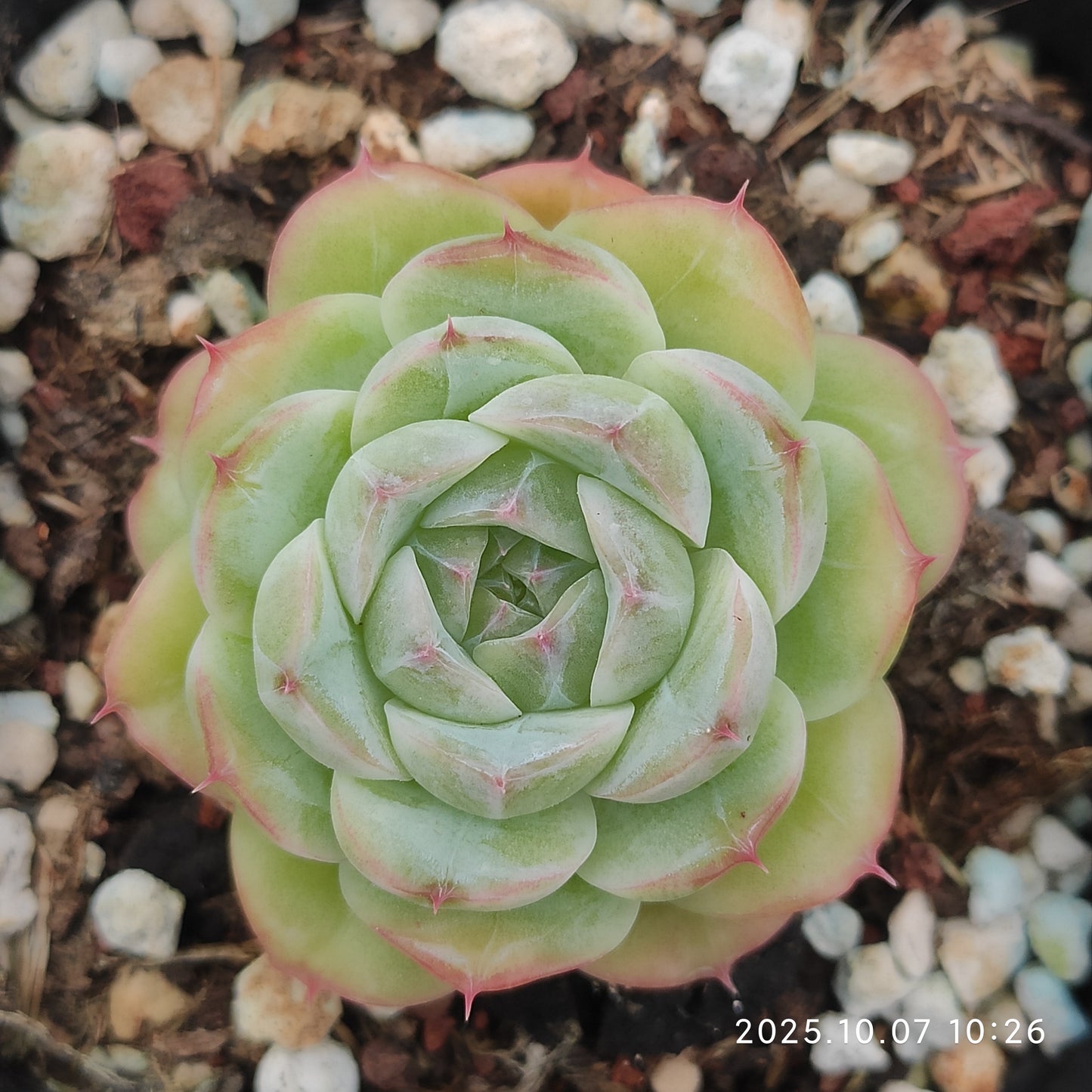 XQ1437 アニーHyb(7cm pot)