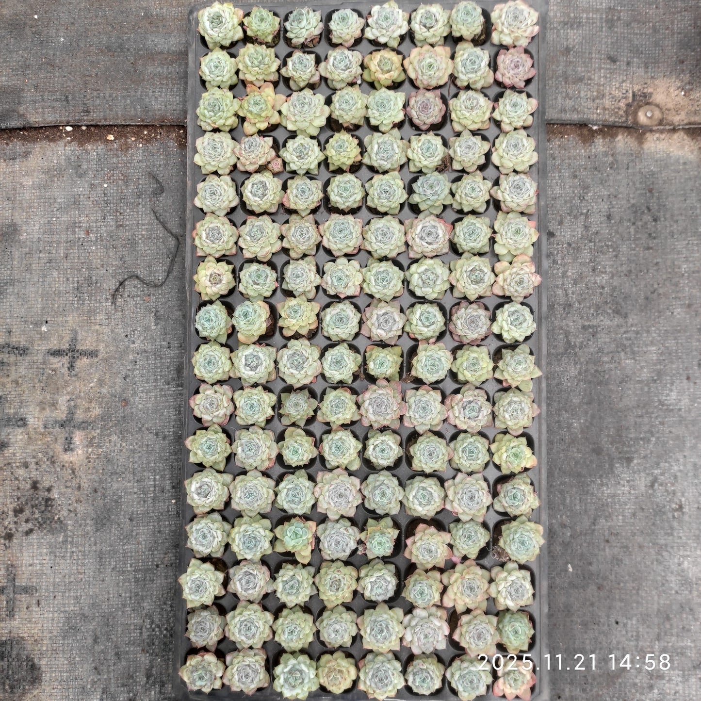 21750 アイスグレープ(3cm pot)(ポット苗)