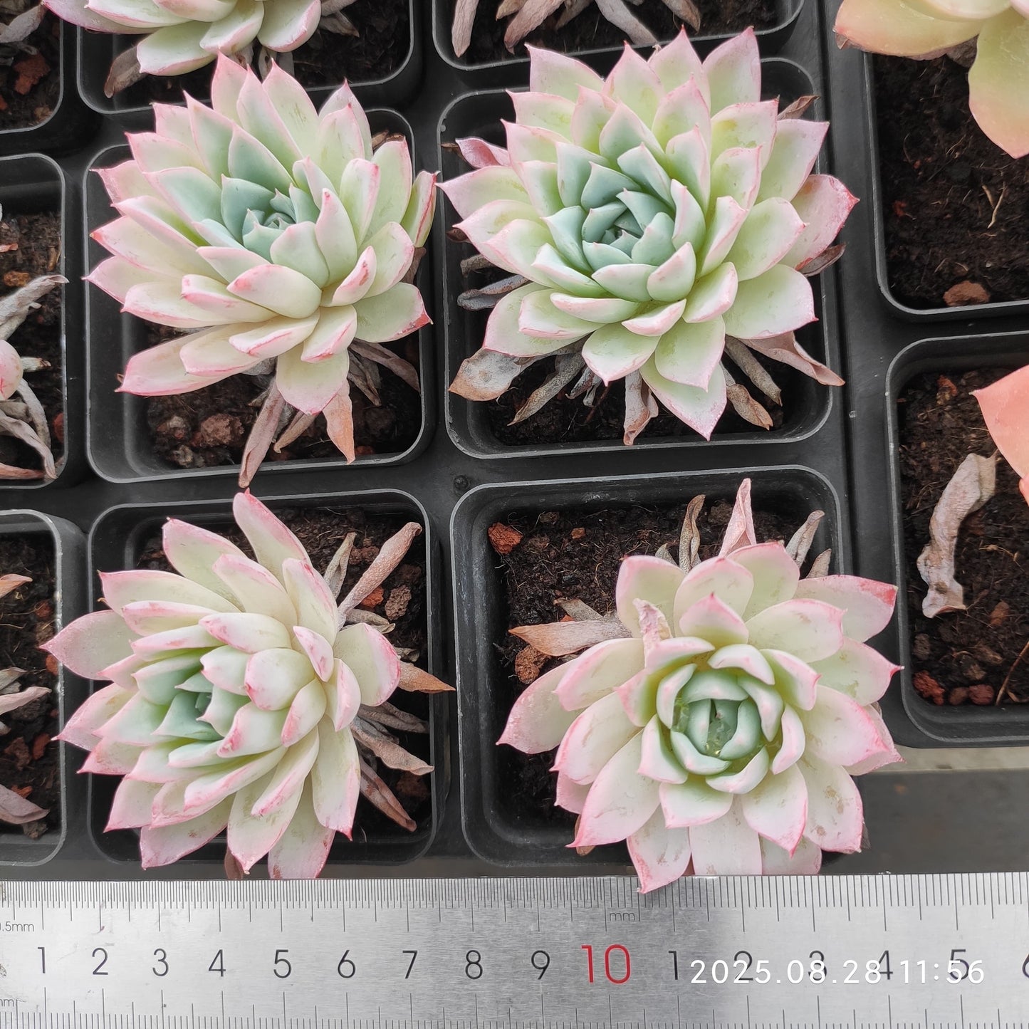 YBB151 バイオレト クィーン(6.5cm pot)