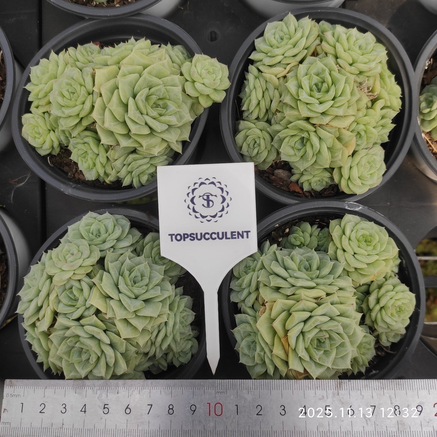 20050 ホワイトスワン(白鳥)(11cm pot)