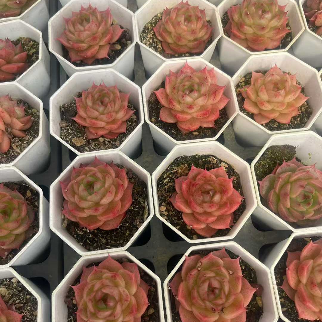 14936 シルーエット x ベリー(ミックス苗)