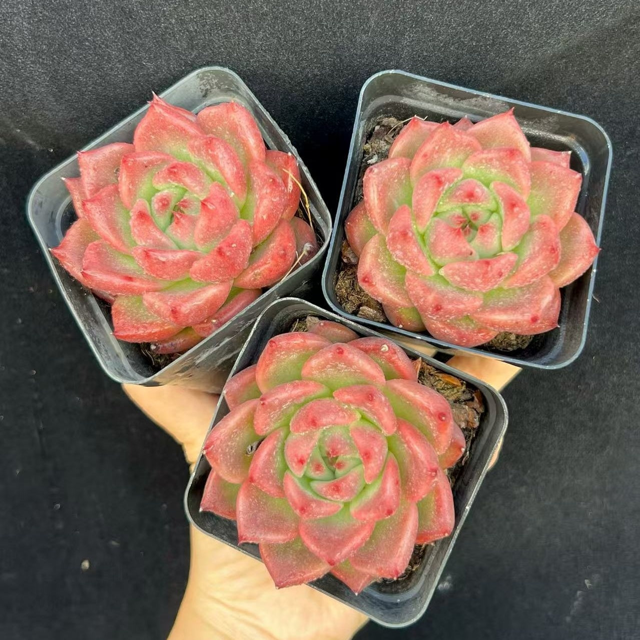 BL1884 赤龍(7cm pot)