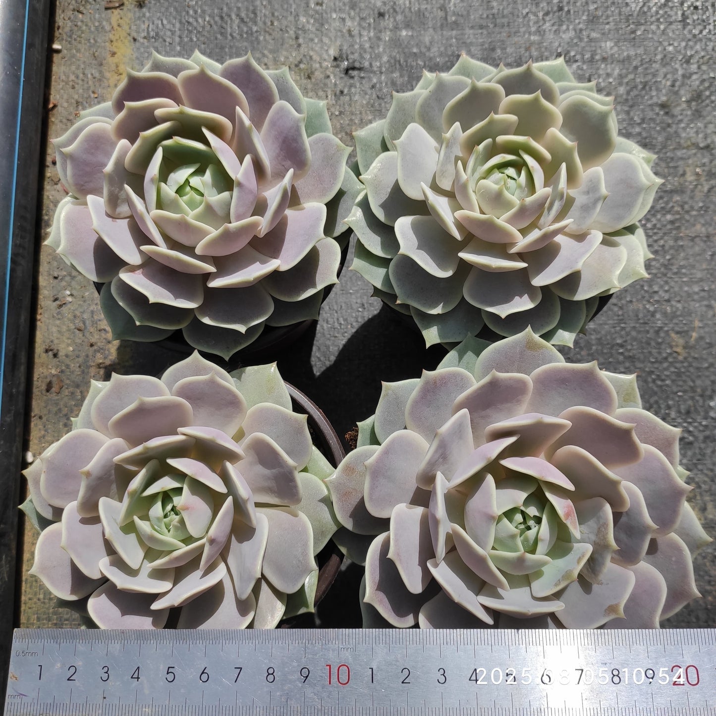 GDX011 ローラ(11cm pot)