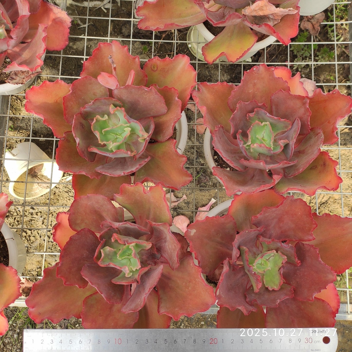 ZAJ060 ウェディング ドレス(18cm pot)