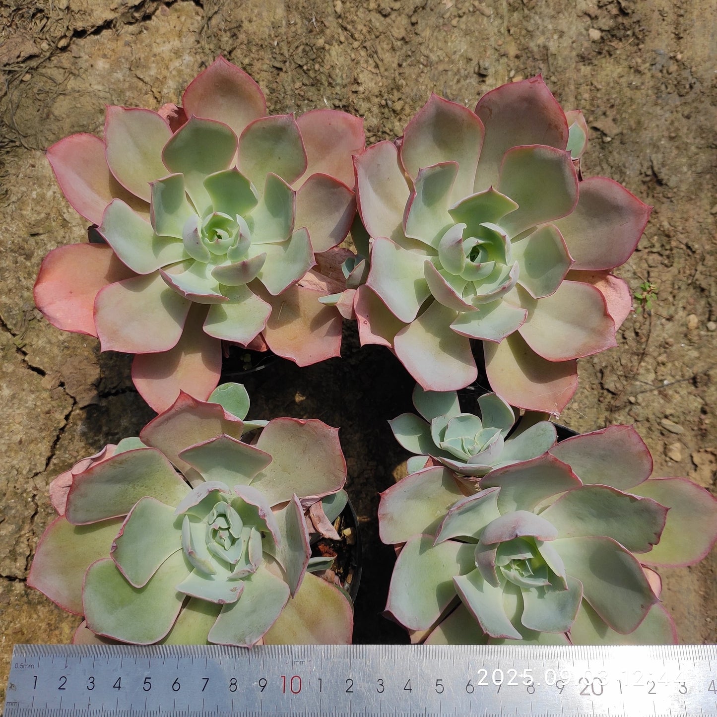 ZZA071 ネオンライト (9cm pot)