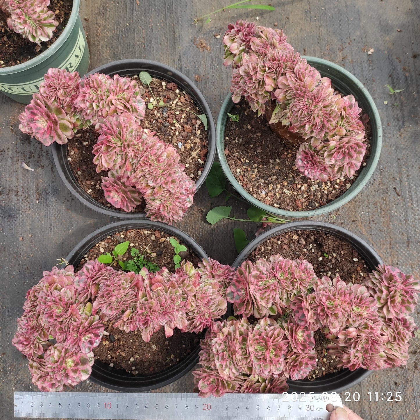 YF467 アエオニウム ゴージャス綴化(20cm pot)