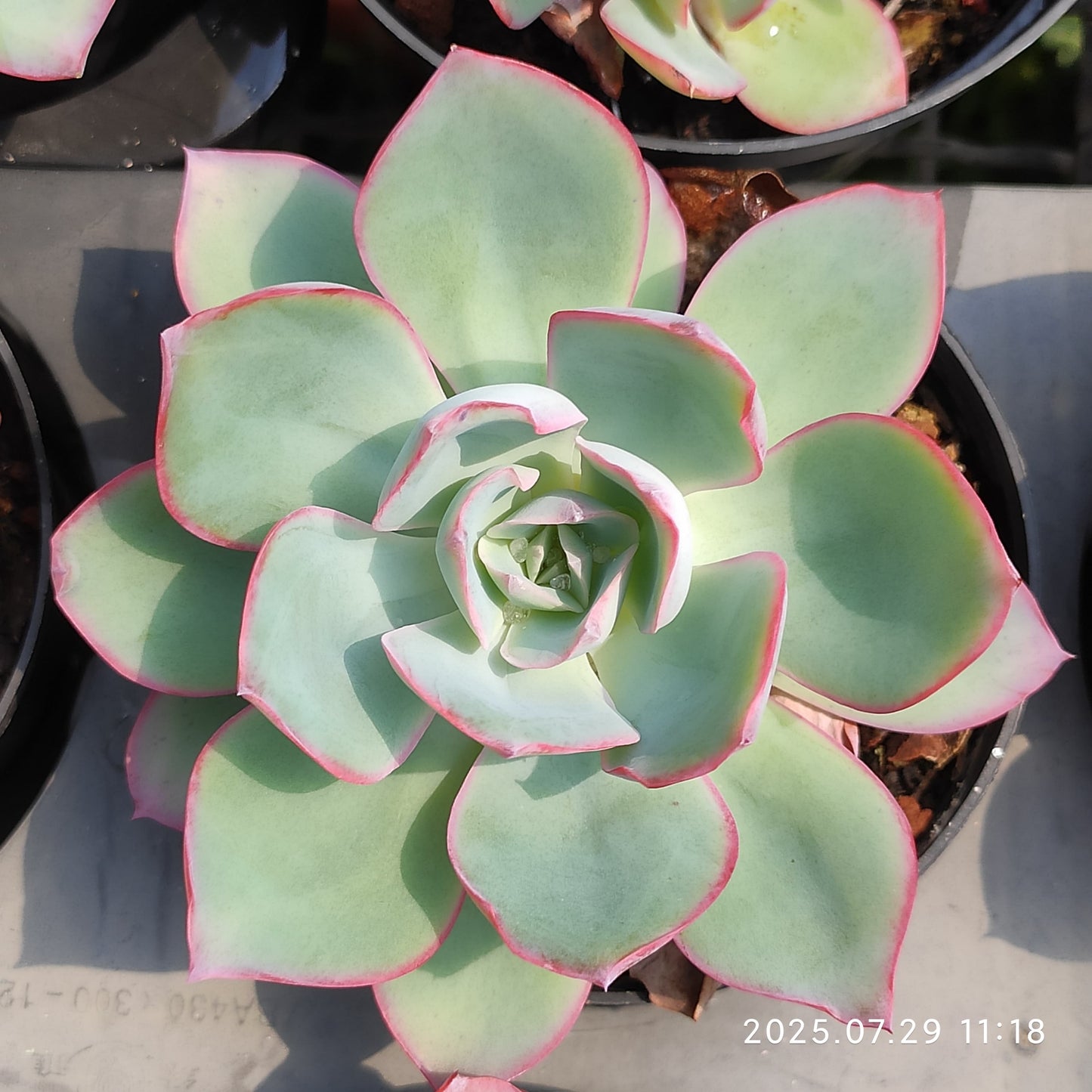 ZZA071 ネオンライト (9cm pot)