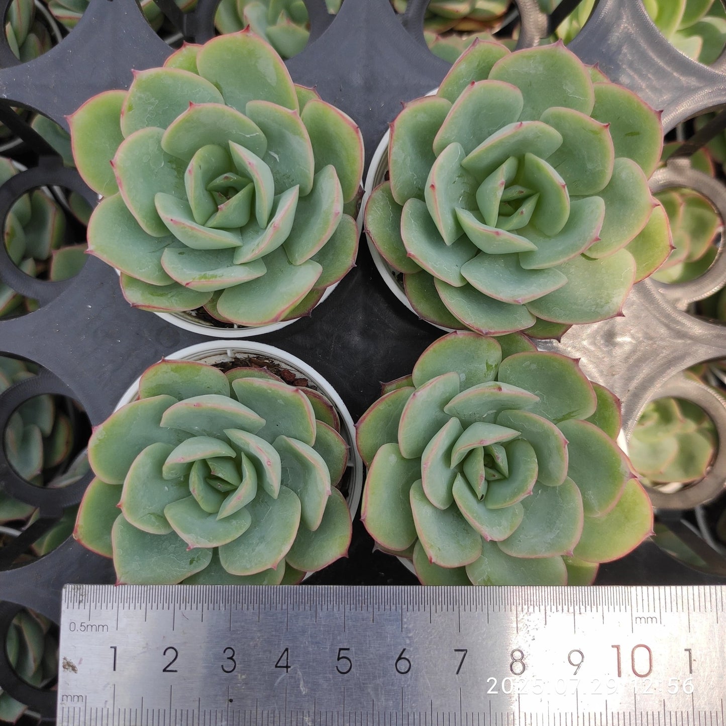 ZZA230 モダンジェオン(5.5cm pot)