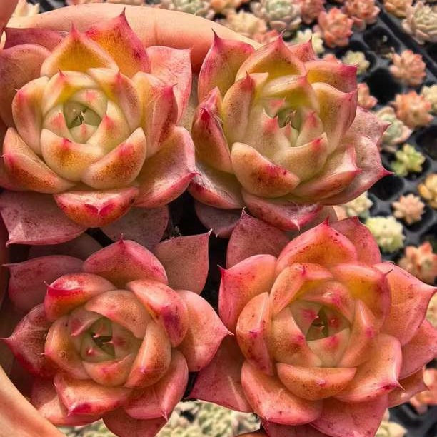 23475 ホット ラブ(3cm pot)