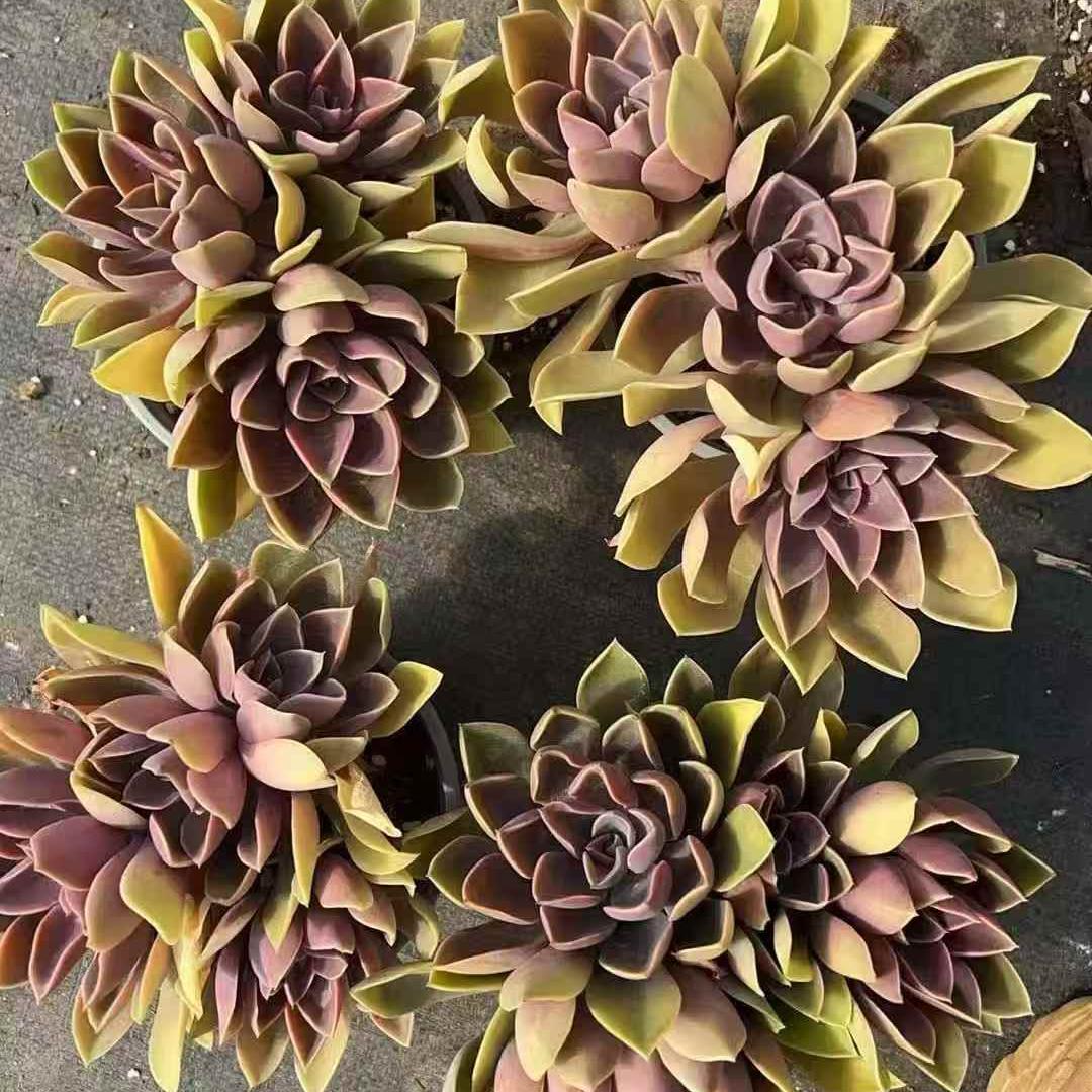 261021 ジョーンズ