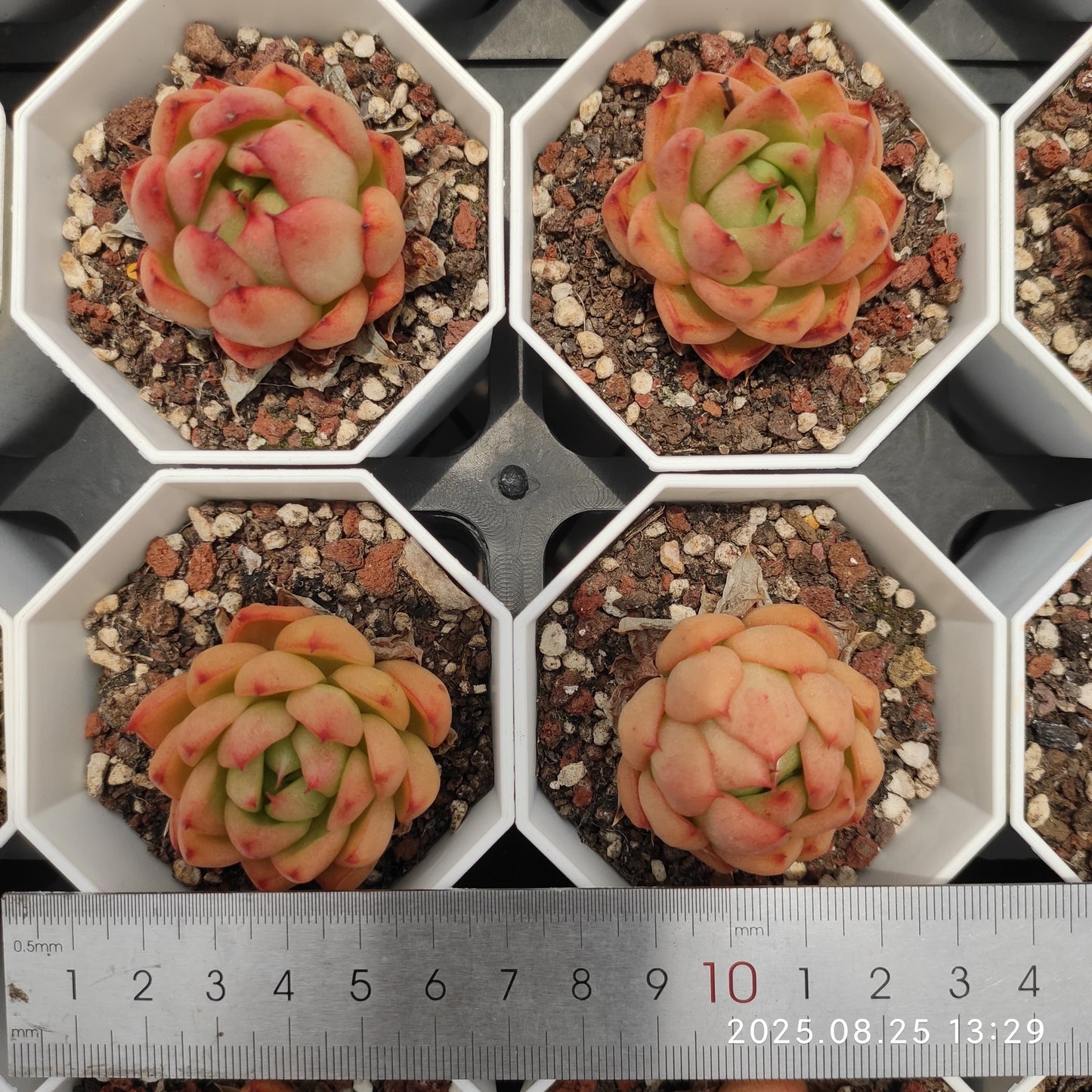 WWA398 マルガン(7cm pot)